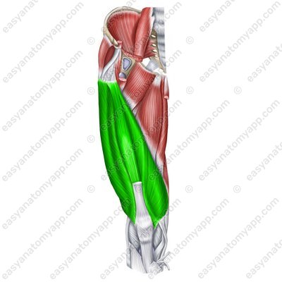 Vierköpfiger Oberschenkelmuskel (m. quadriceps femoris)
